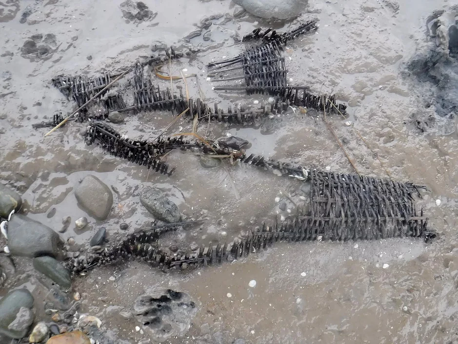 Medieval fish traps at Black Rock (Courtesy of Black Rock Lave Net Fishermen)