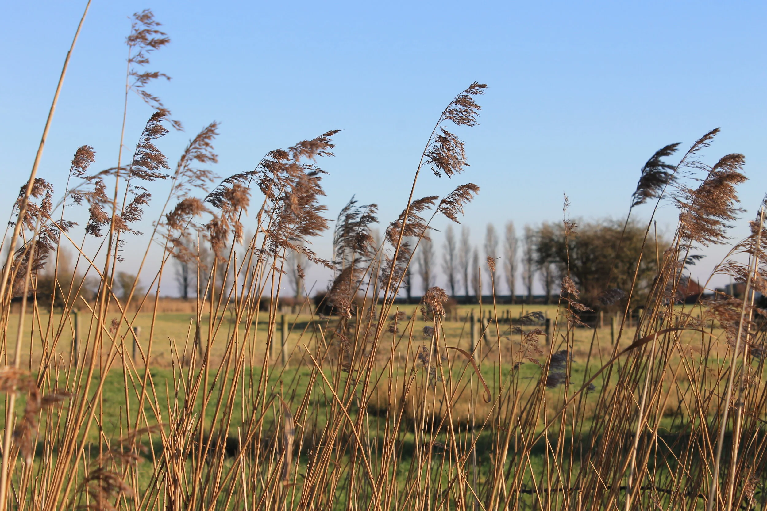 Goldcliff Lagoons reeds and fields.JPG