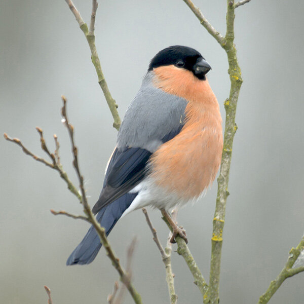 bullfinch1.jpg