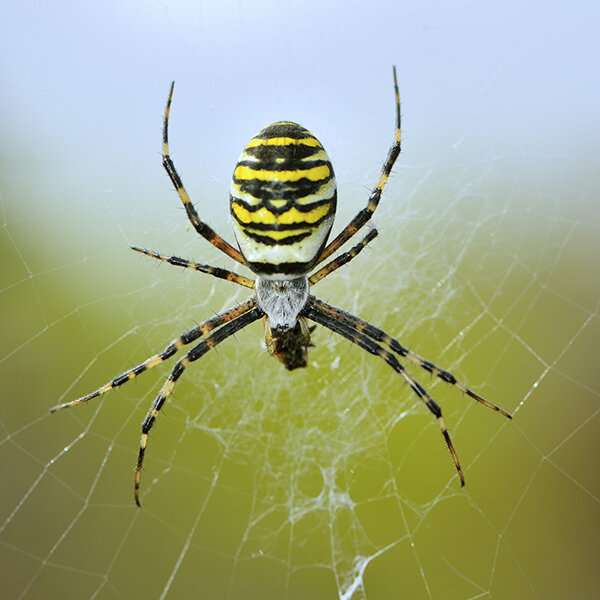 wasp spider.jpg