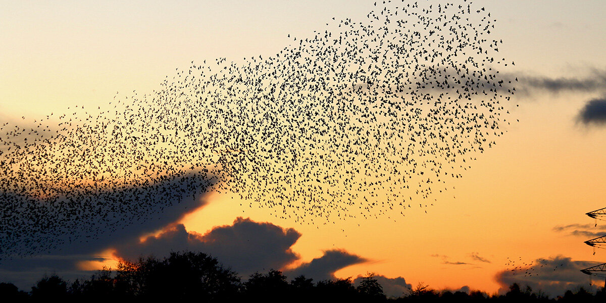 Starlings murmuration, Newport Wetlands