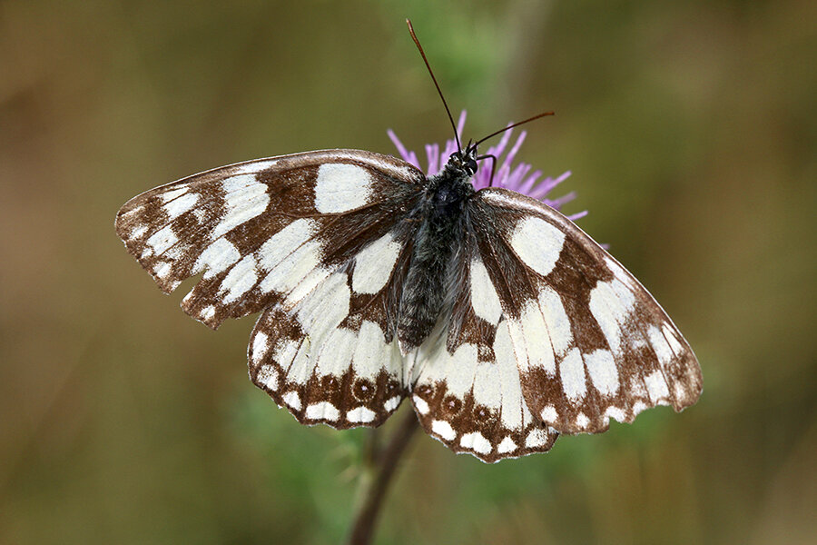  Marbled white butterfly (Chris Harris) 