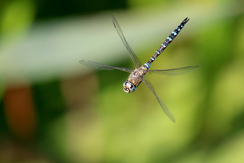  Migrant hawker dragonfly, Windmill Reen (Chris Harris) 