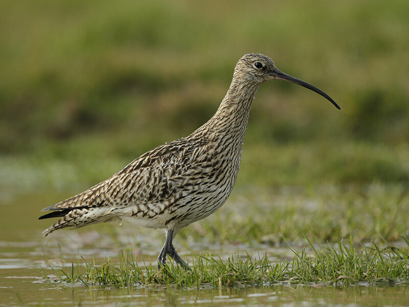  Curlew (Andy Hay, RSPB-images.com) 