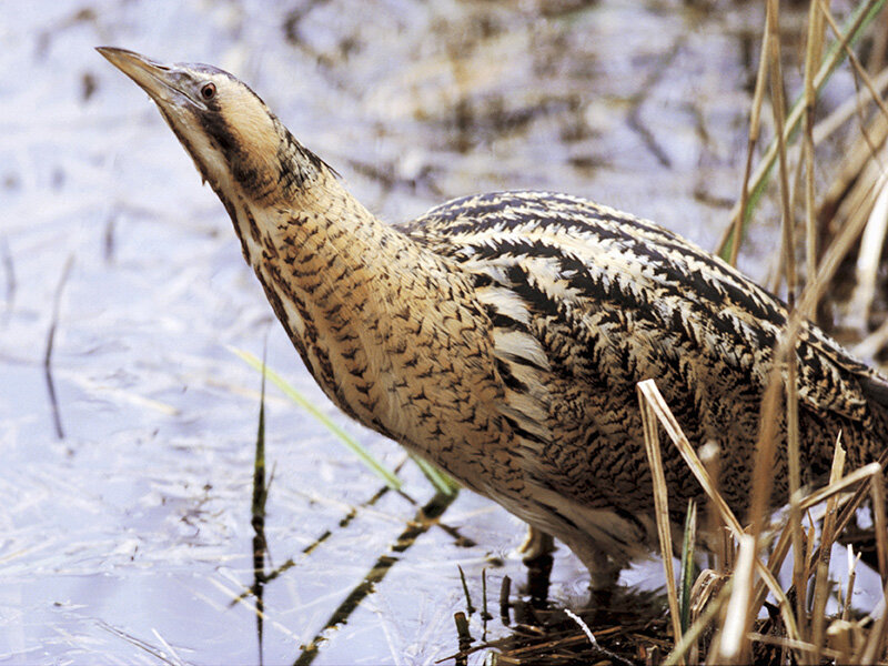  Bittern (Andy Hay, RSPB-images.com) 