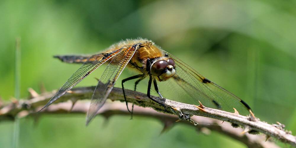  Four-spotted chaser dragonfly (C Harris) 