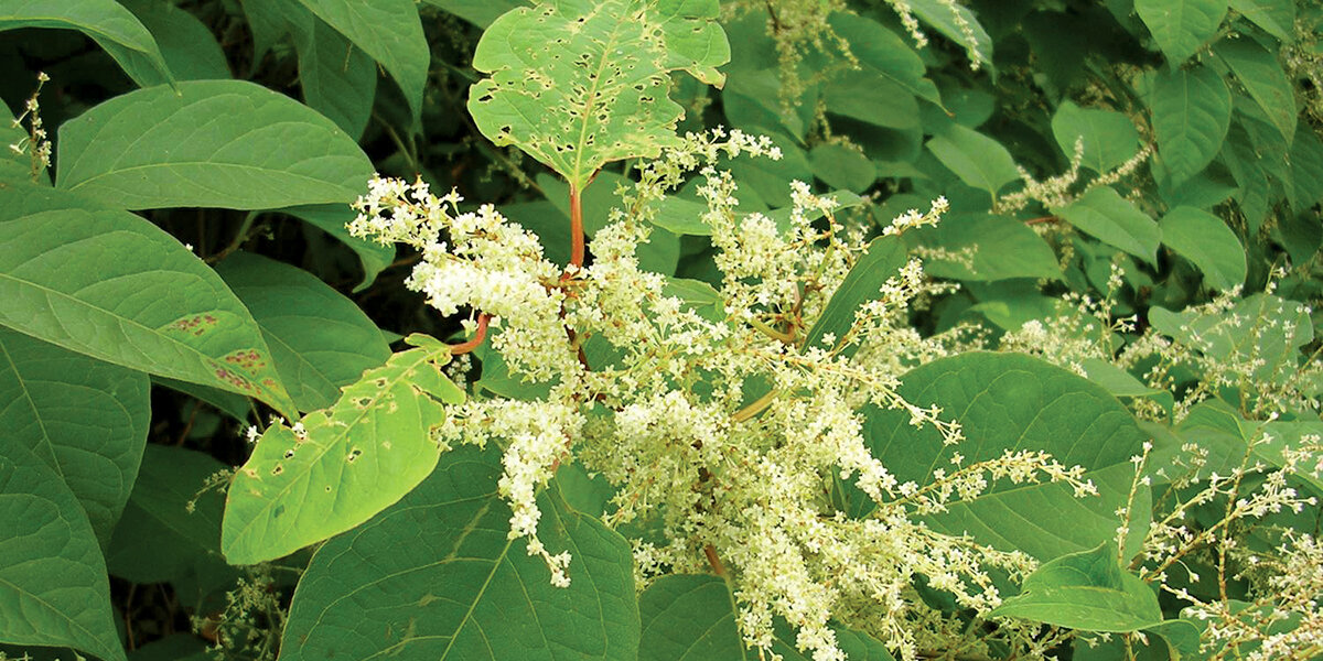  Japanese knotweed (© Snowdonia National Park Authority) 