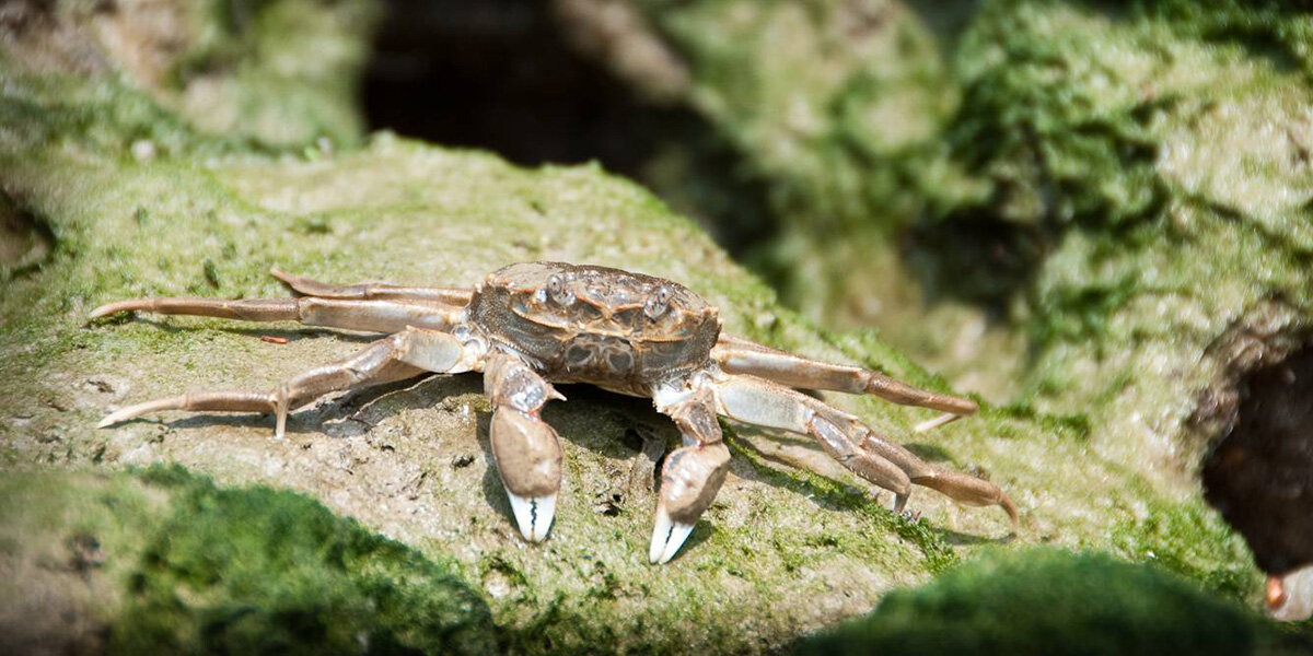  Chinese mitten crab (© GBNNSS) 