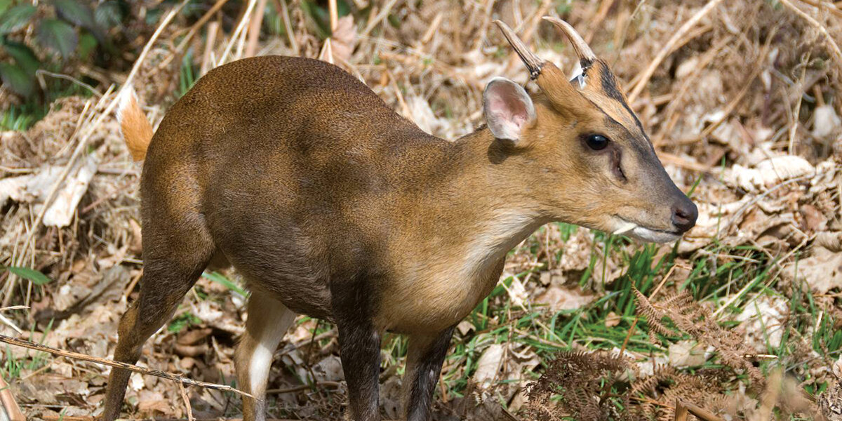  Reeve’s muntjac (© GBNNSS) 