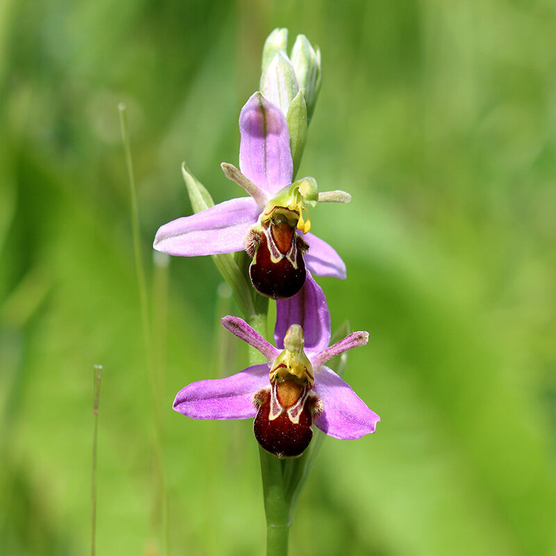 bee orchid 1.jpg