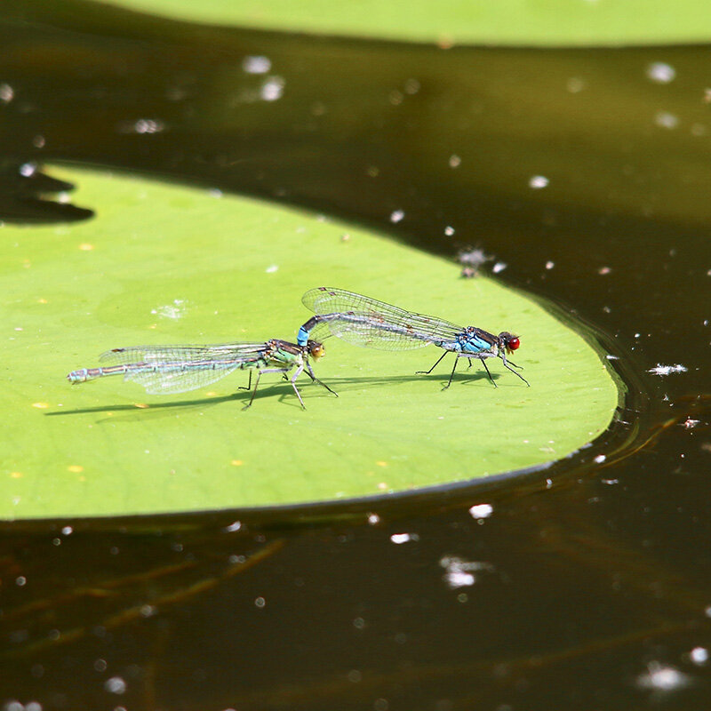  Mating pair red-eyed damselfly (Chris Harris) 