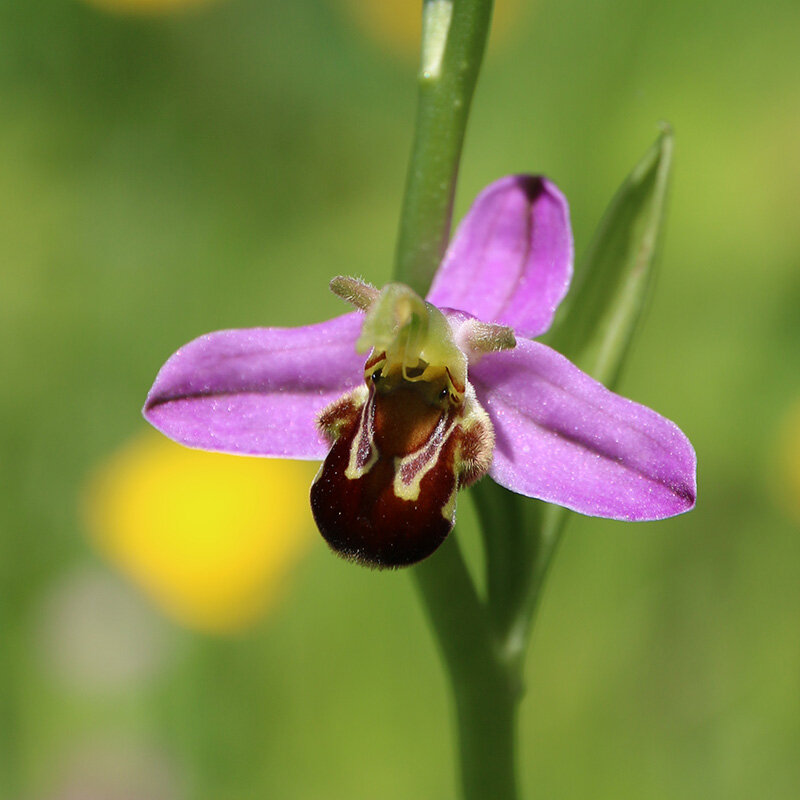 bee orchid 3.jpg