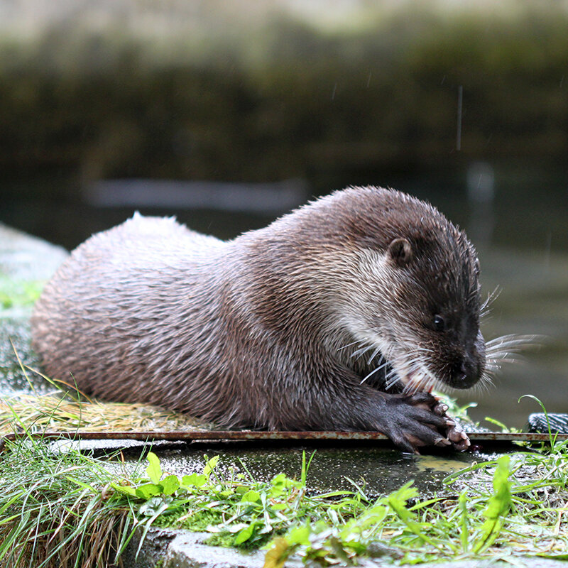  European otter (Chris Harris) 
