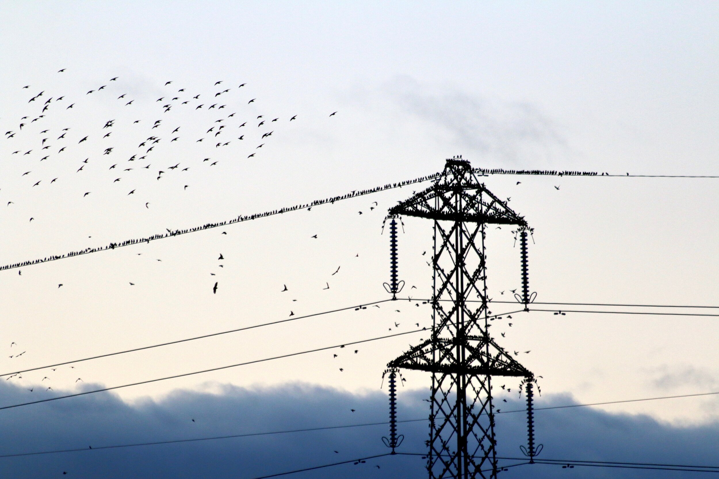  Starlings gather on the pylons at Newport Wetlands before beginning their spectacular murmurations (C Harris) 