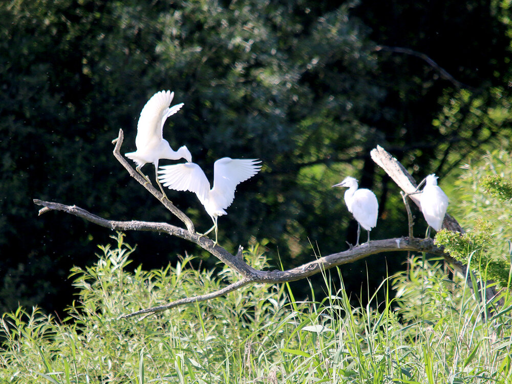  Little egrets (C Harris) 