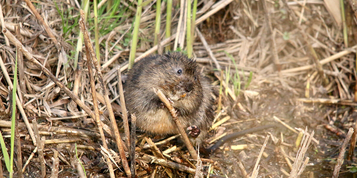 water vole1.jpg