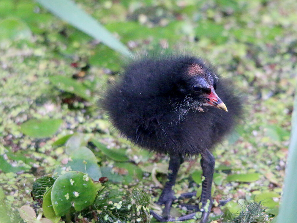  Moorhen chick (C Harris) 