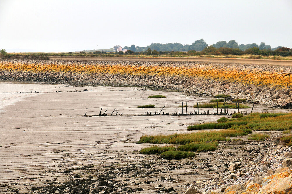  Rows of wooden stakes, visible at low tide, are the remains of fish traps. 