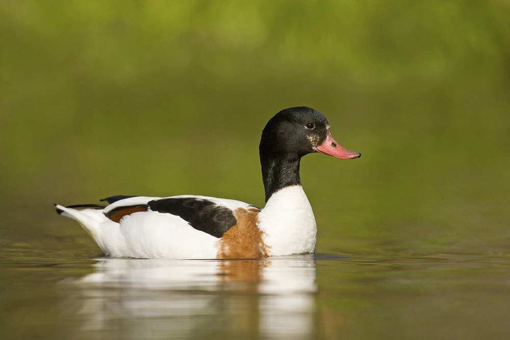  Shelduck (Ben Hall, RSPB-images.com) 