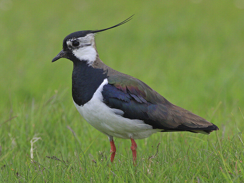  Lapwing (G Goodall, RSPB-images.com) 