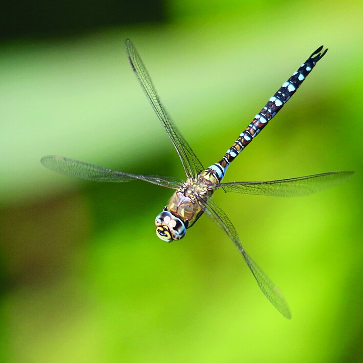 Migrant hawker dragonfly (Chris Harris) 