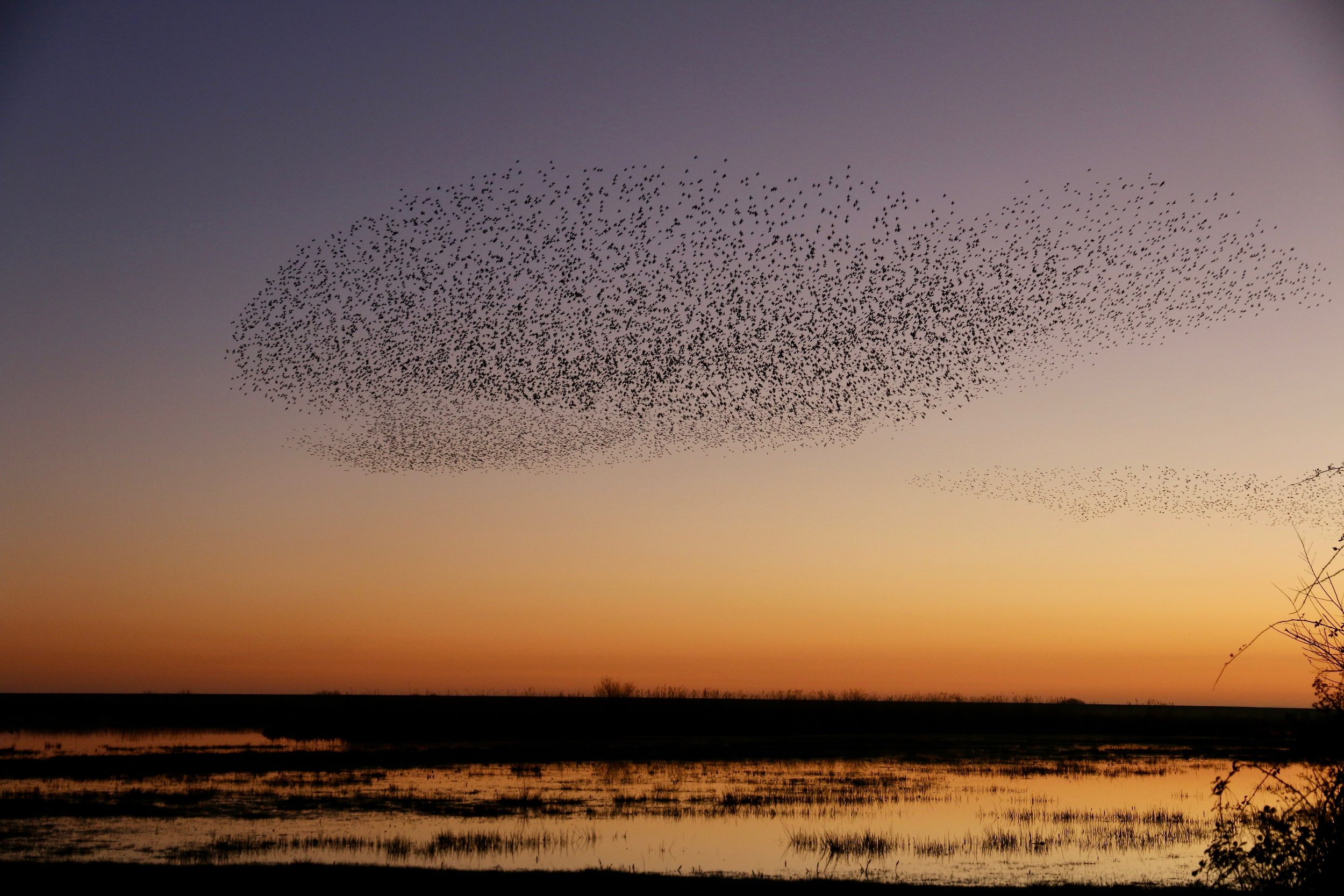 Starling murmuration, Newport Wetlands (C Harris)