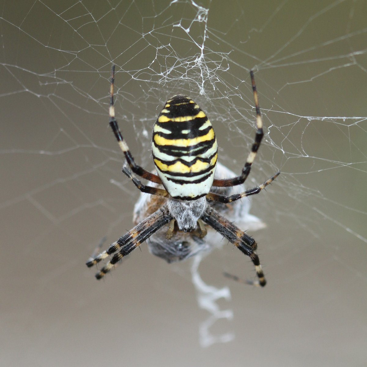 wasp spider2.jpg
