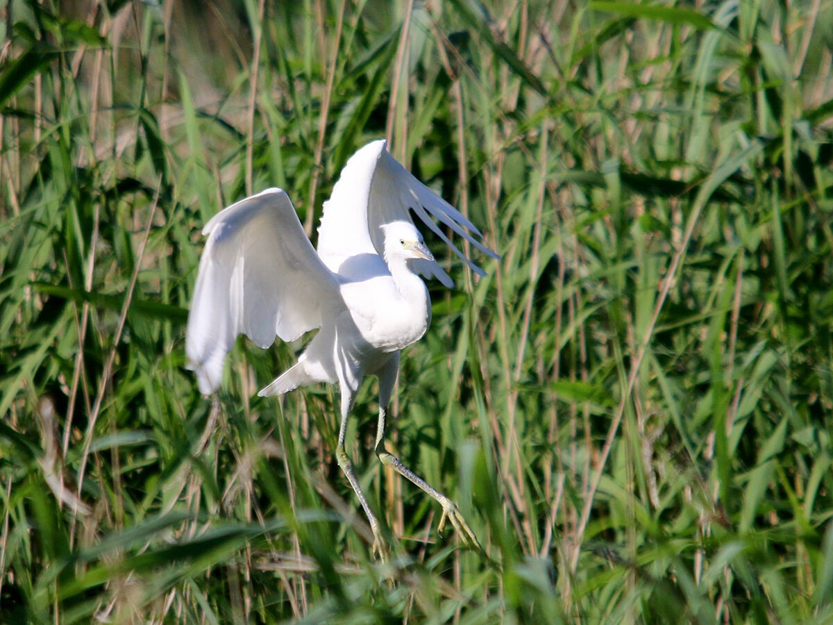 little+egret.jpg