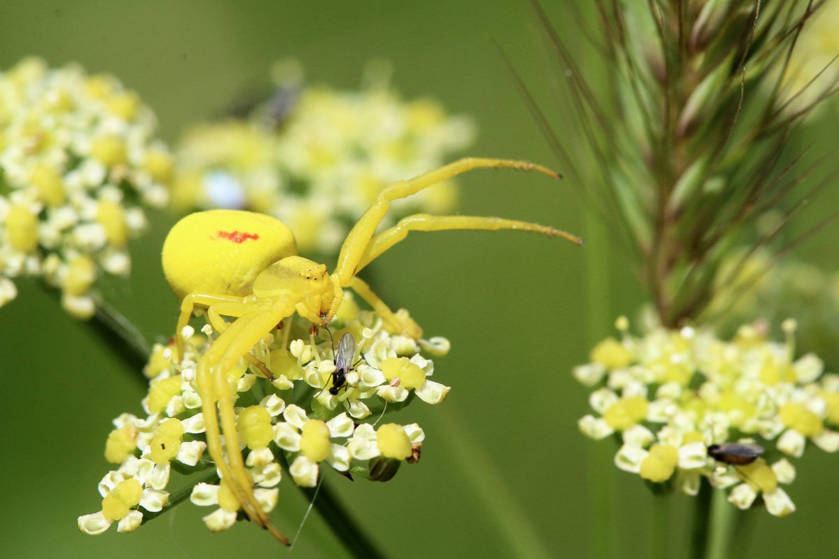 Crab spider, Great Traston Meadow (C Harris)
