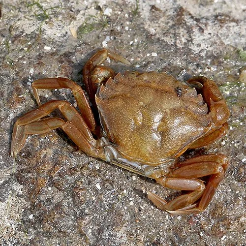 shore crab.jpg