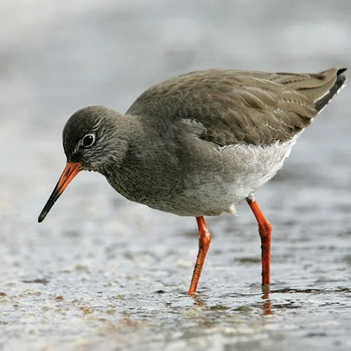 redshank.jpg