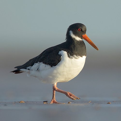 oystercatcher.jpg