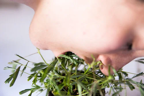 Supernature in Two Parts at Lisson Gallery