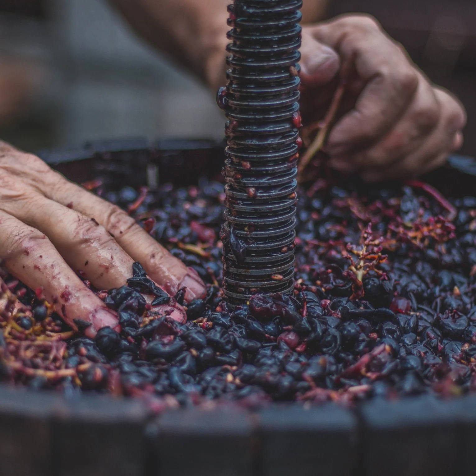 Papaskarasi黑牧師-土耳其原生葡萄