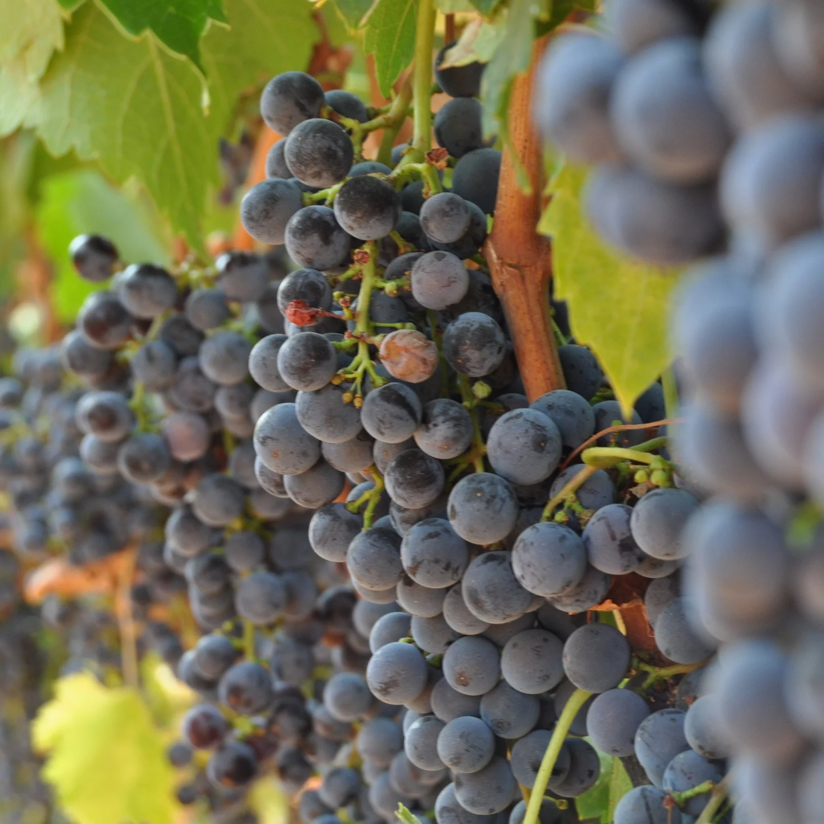 Kuzeybağ Öküzgözü 葡萄酒