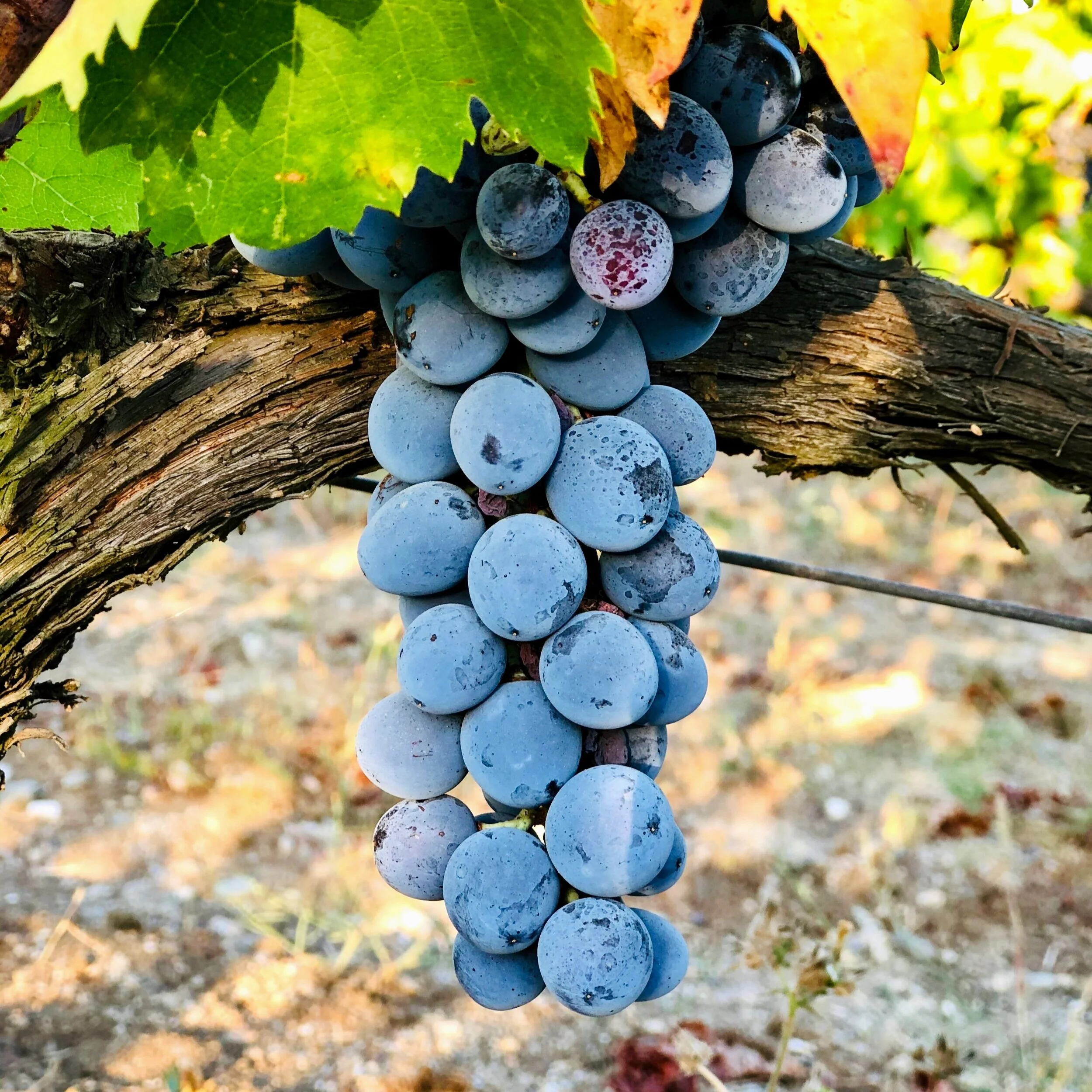 Okuzgozu – 土耳其原生葡萄