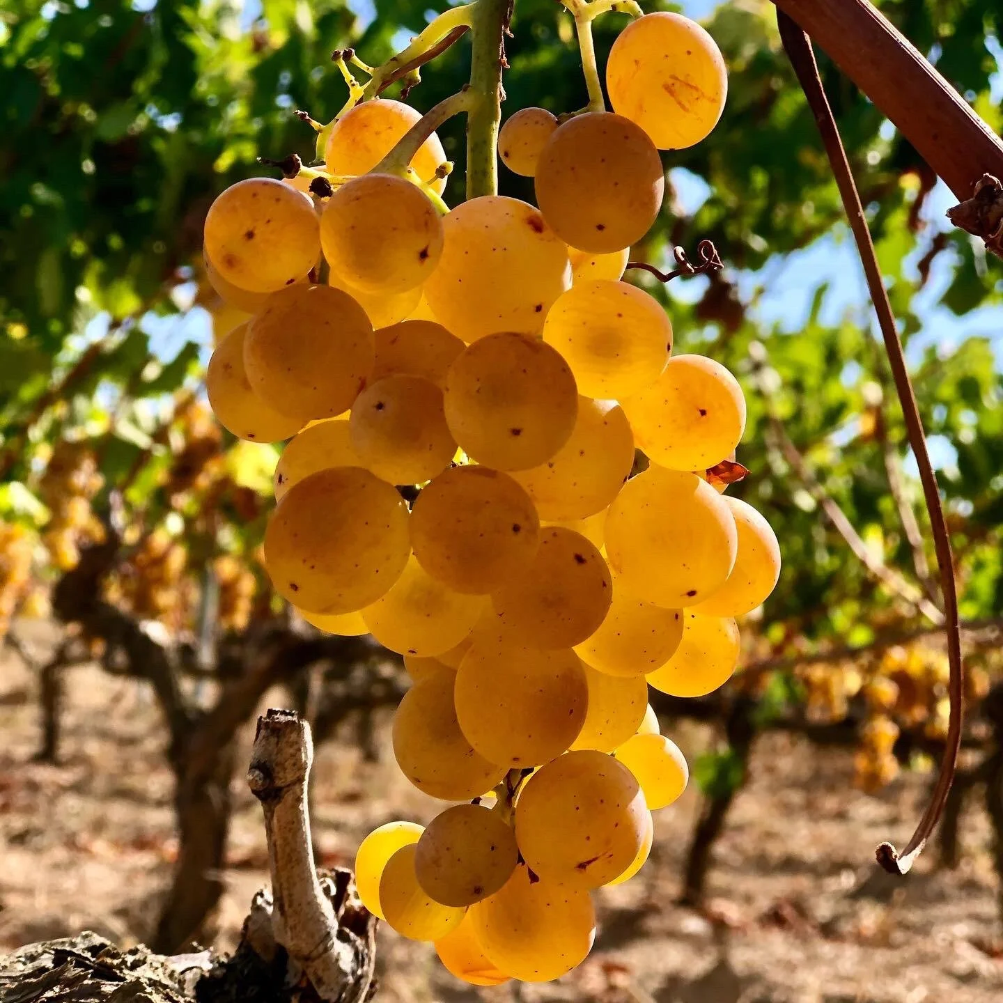 Narince -土耳其原生葡萄