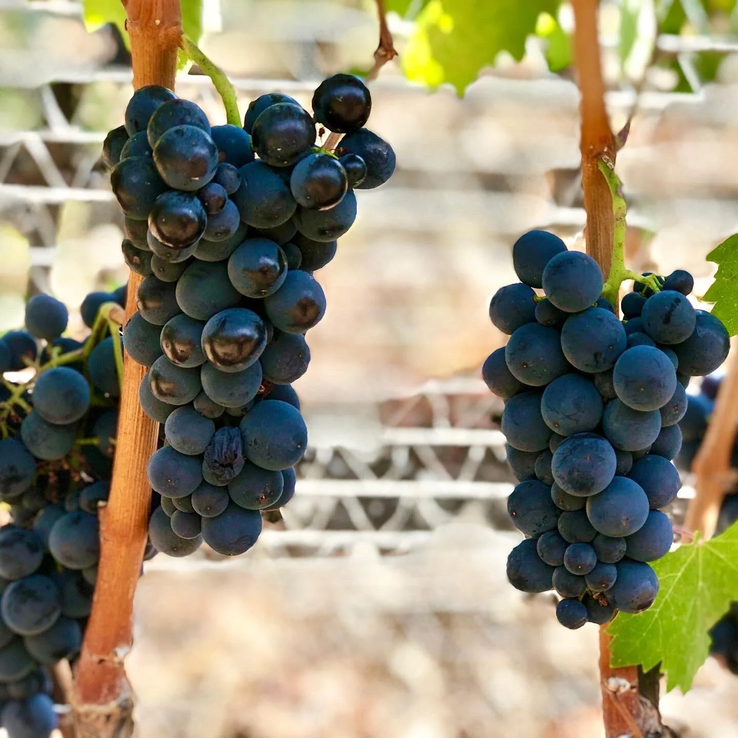 Kalecik Karası – 土耳其原生葡萄