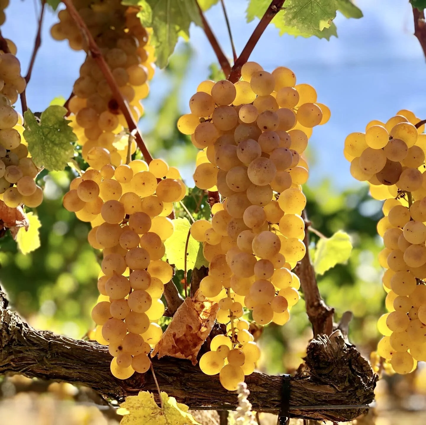 土耳其原生葡萄簡介