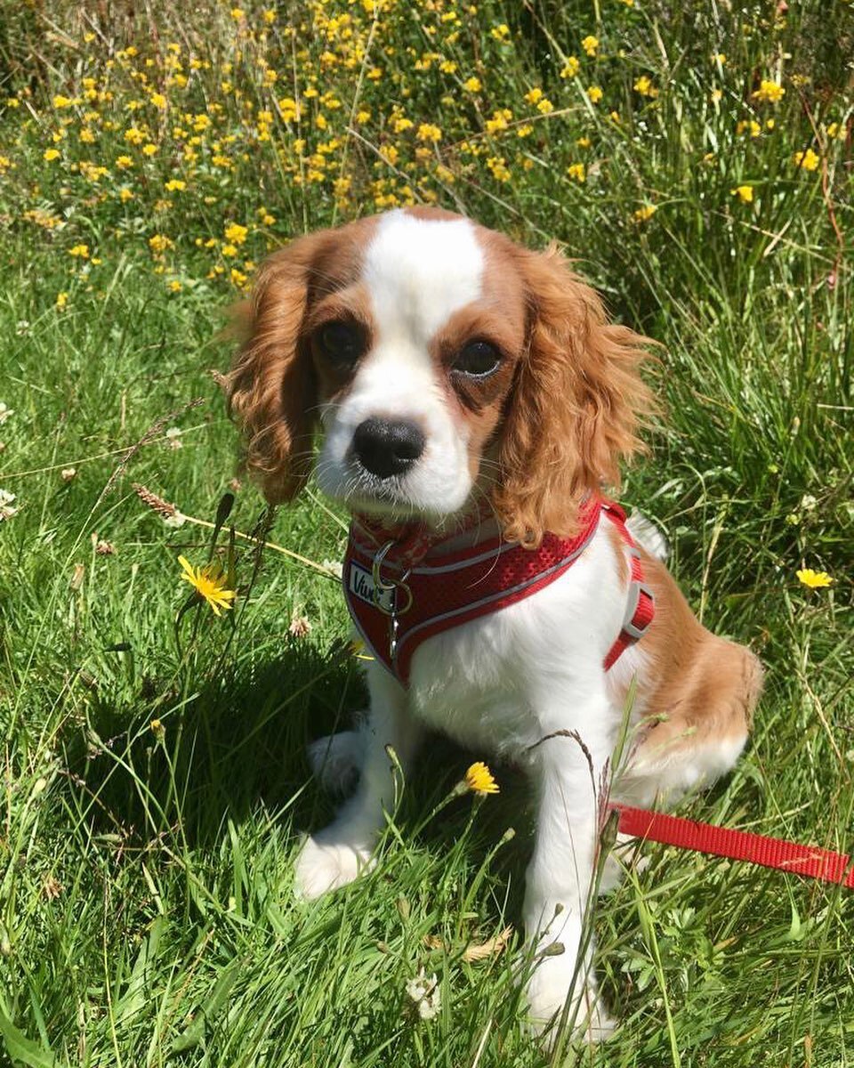 Meet our latest recruit Monty! With two kids and two guinea pigs he&rsquo;s now the final addition to our little Magical Story Jars family.&nbsp;🥰 Here at HQ his role will mainly consist of walking around looking cute, bringing a smile to everyone&r