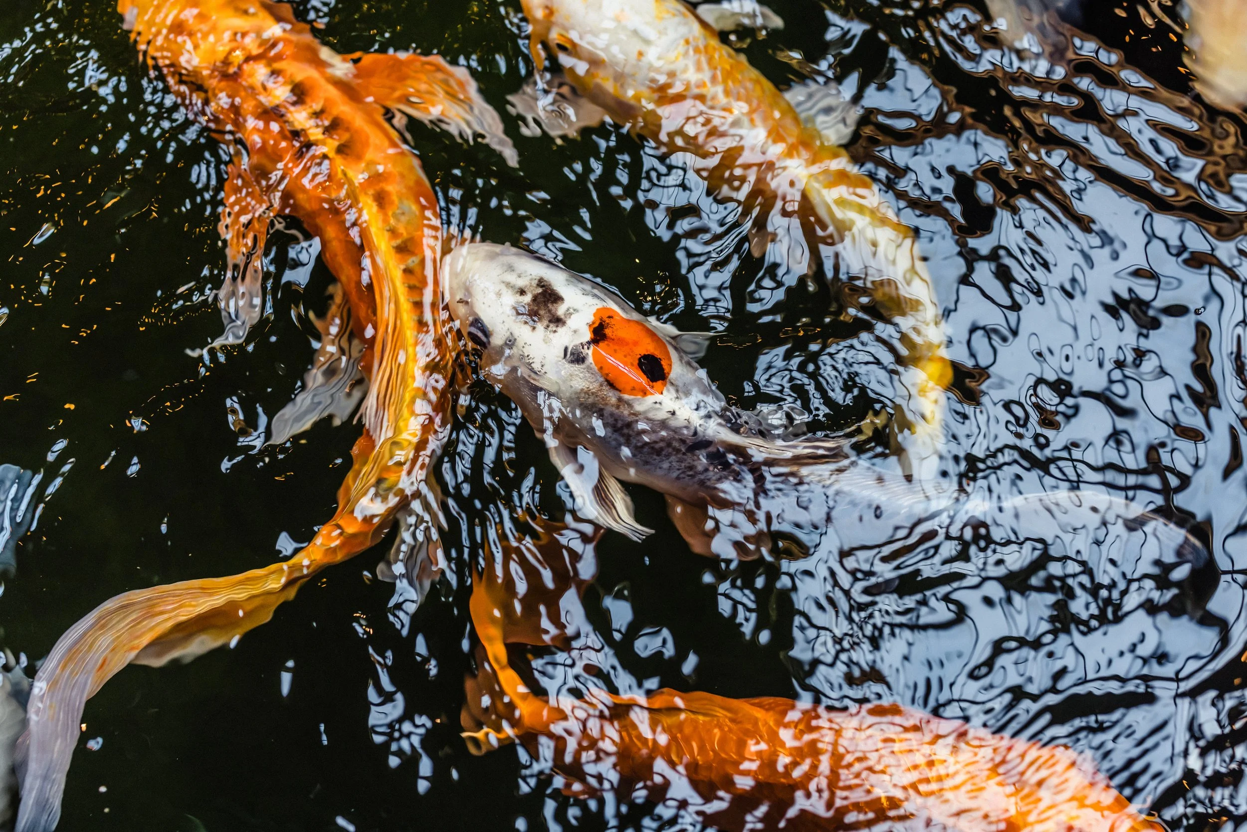 The Goei Center: The Showroom 