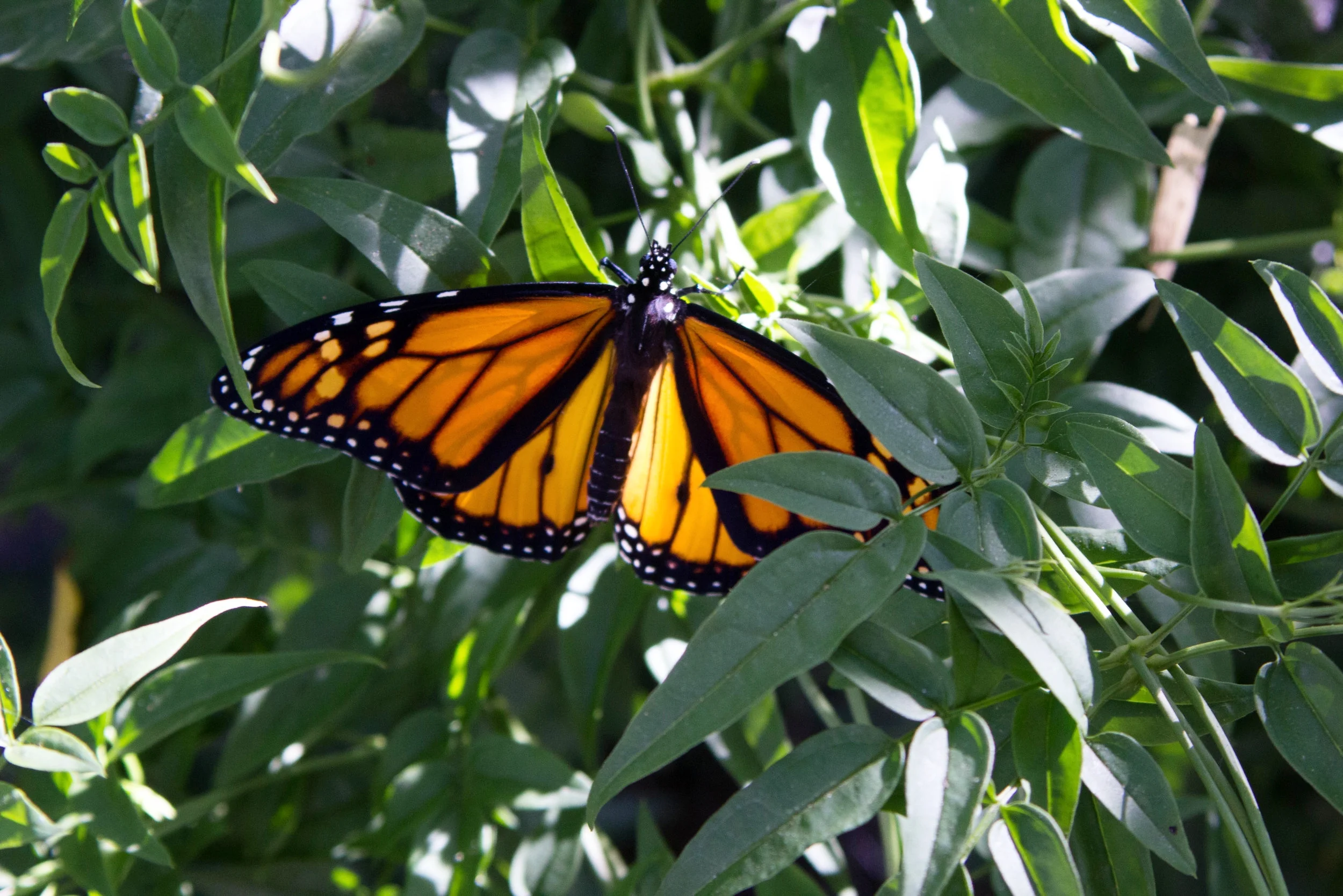 monarch (1 of 1).jpg