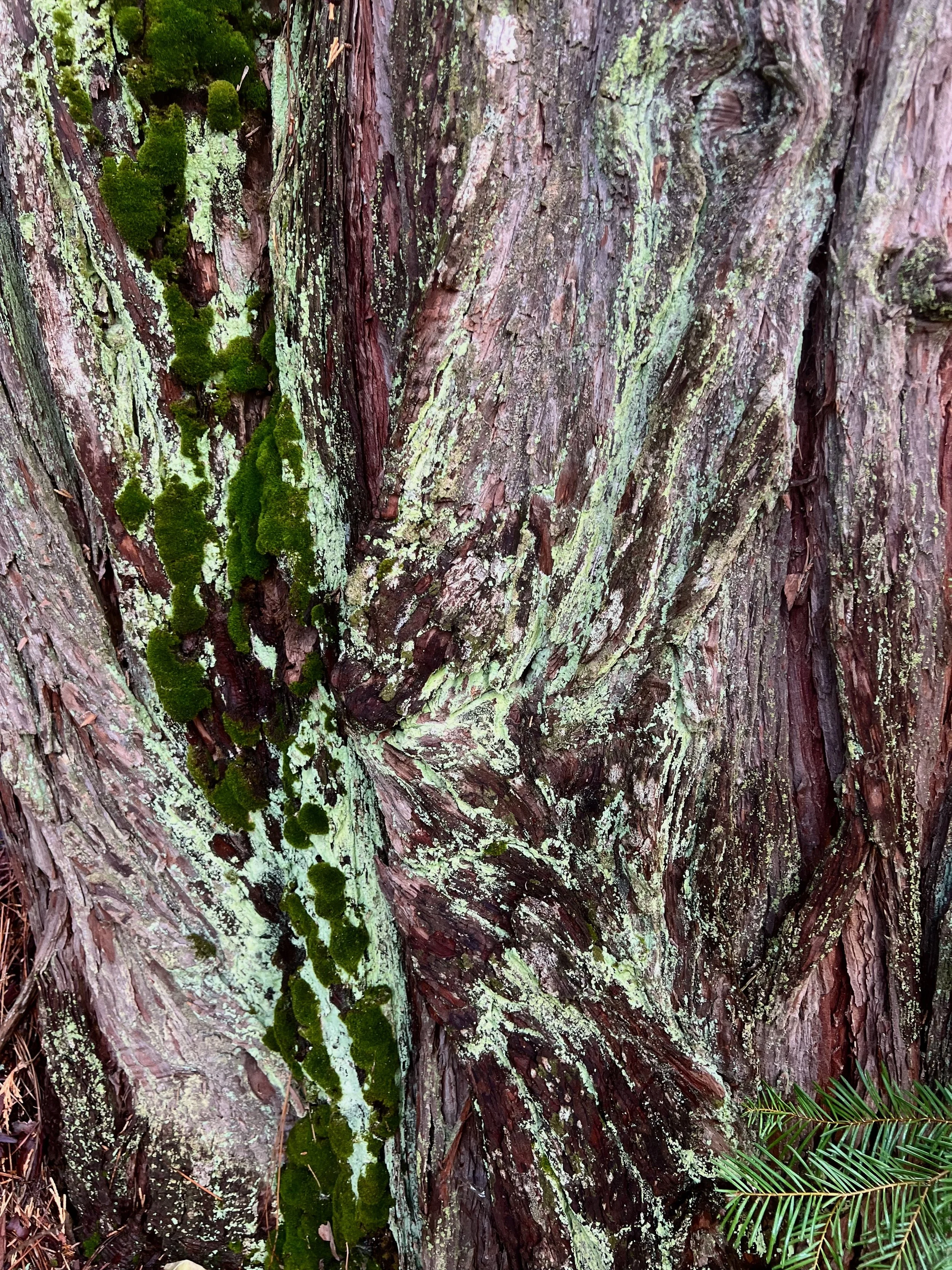 Moss on bark 