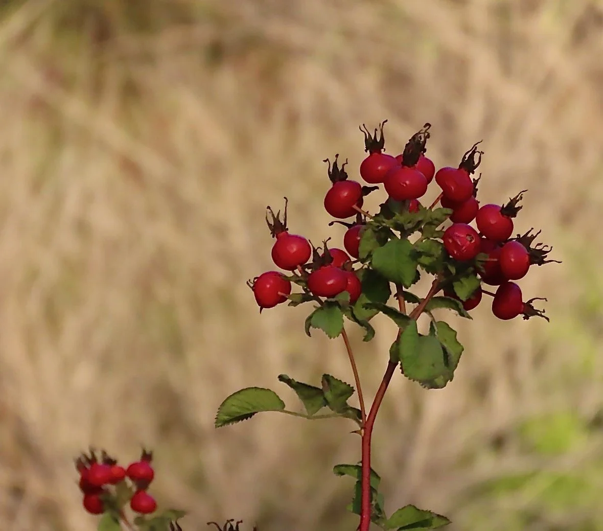 Wild Rosehips