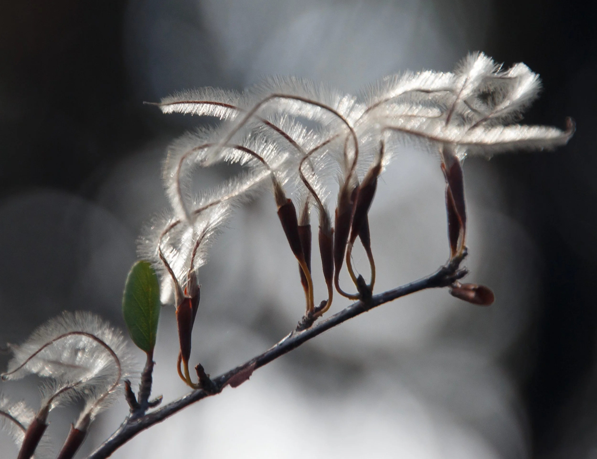 Mountain Mahogany seedpods