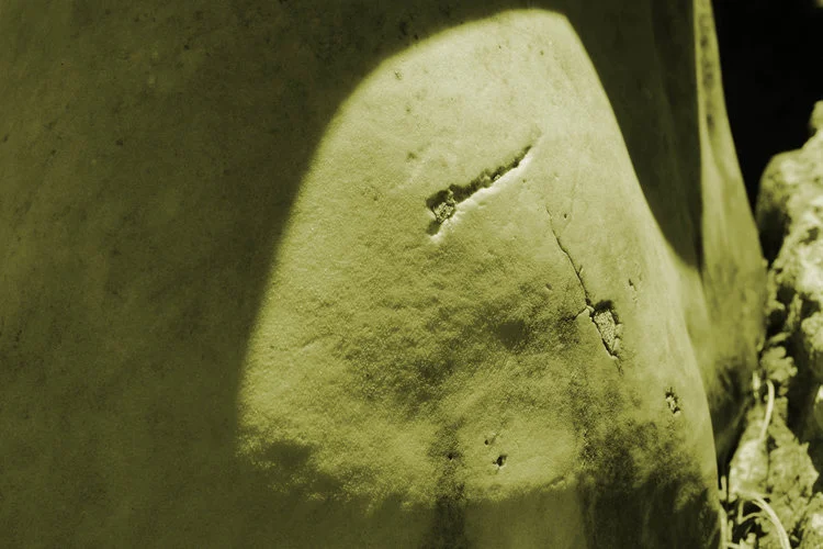 Cola remendada (Patched Butt), 2017