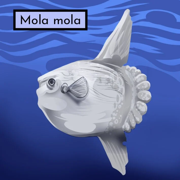 oceanfish2v2 copy.jpg