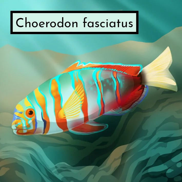 oceanfish2v3 copy.jpg