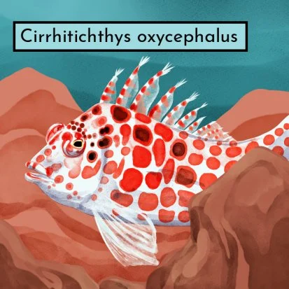 oceanfish2v7xxx.jpg
