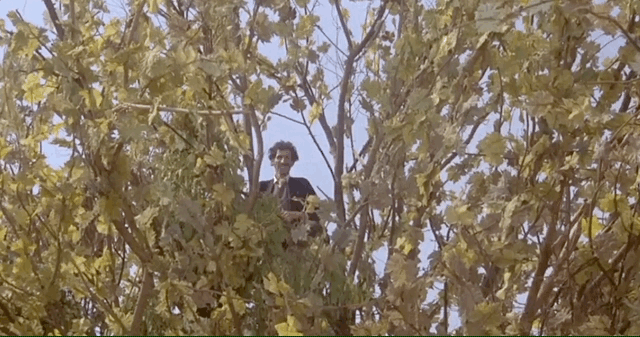amarcord-tree.gif